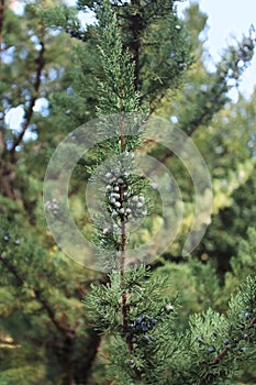 Juniperus chinensis in National Botanical Garden in Tbilisi in winter