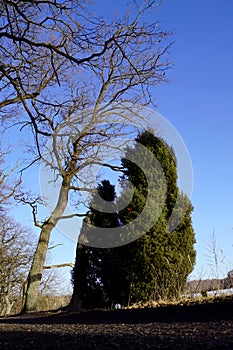 Juniperus communis and blue sky