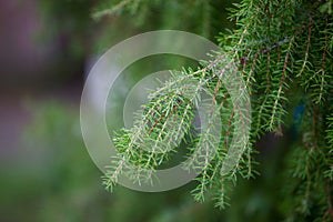 Juniperus communis branches close up