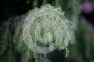 Juniperus communis branches close up