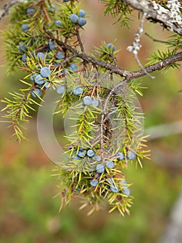 Juniperus communis photo