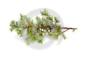 Juniperus communis photo