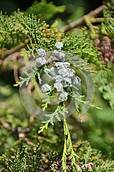 Juniperus communis - female juniper seed