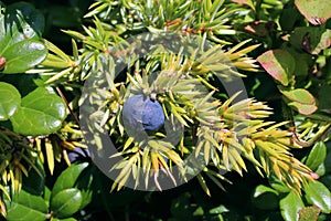 Juniperus communis subsp. nana - Wild plant shot in the summer.