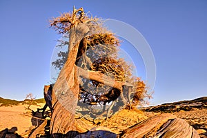 Juniperus in Dune di Piscinas, Sardinian Desert, Arbus, Italy