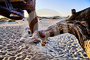 Juniperus in Dune di Piscinas, Sardinian Desert, Arbus, Italy