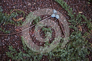 Juniperus formosana shrub