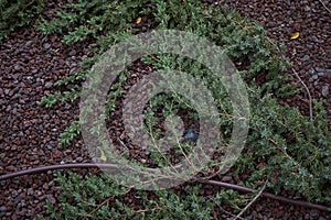 Juniperus formosana shrub