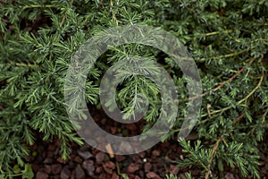 Juniperus formosana shrub