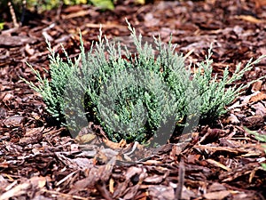 Juniperus horizontalis `Blue Chip`