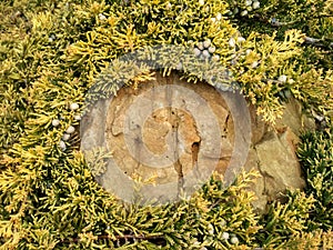 Juniperus horizontalis `Golden Carpet` Creeping Juniper. Juniper tree branch texture needle background photo