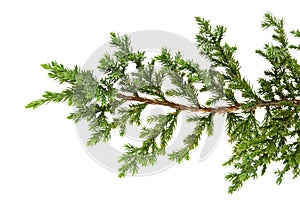 Juniperus horizontalis leaves or Creeping juniper leaves isolated on white background