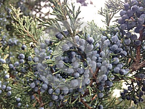 Juniperus (Juniper) Plant with Seeds.