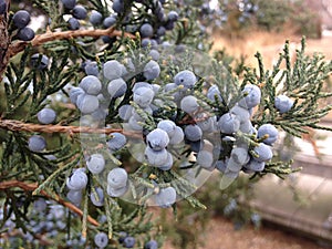 Juniperus (Juniper) Plant with Seeds.