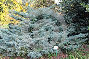 Juniperus x-media `Pfitzeriana Glauca` at botanical garden.