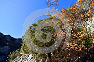 Juniperus phoenicea and Amelanchier ovalis on the rocks