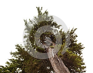 Juniperus phoenicea isolated