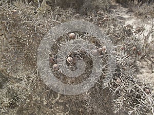 Juniperus phoenicea shrub