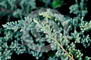 Juniperus procumbens ,Cupressaceae or Creeping Juniper or pine tree