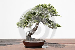 Juniperus sabina bonsai photo