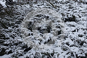 Juniperus sabina covered with snow in January