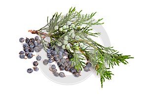 Juniperus sabina with green and ripe Cones berries isolated on