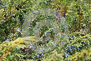 Juniperus sabina photo