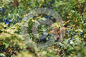 Juniperus sabina photo
