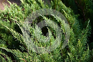 Juniperus sabina, is a species of small tree or shrub in the cypress family Cupressaceae..