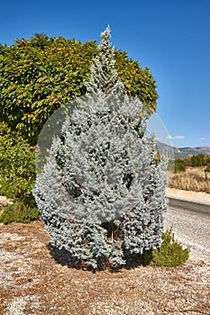 Juniperus scopulorum Ã¢â¬â Blue Arrow photo