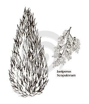 Juniperus scopulorum hand drawn tree and branch