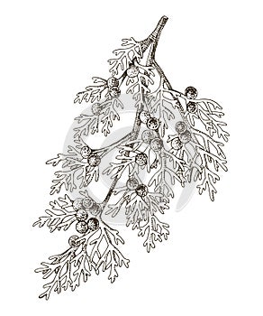 Juniperus scopulorum hand drawn tree branch