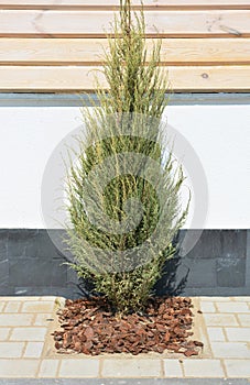 Juniperus scopulorum Skyrocket in the modern garden photo