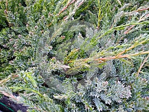 Juniperus squamata `Blue Carpet`