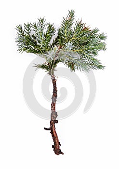 Juniperus squamata (Flaky Juniper or Himalayan Juniper) photo