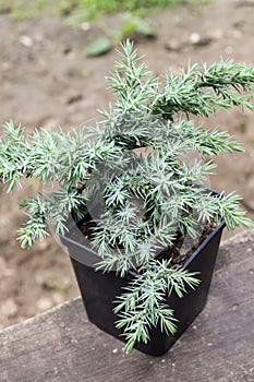 Juniperus squamata Hunnetorp flaky juniper or Himalayan juniper in pot photo