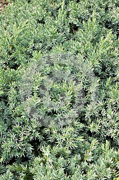 Juniperus squamata photo