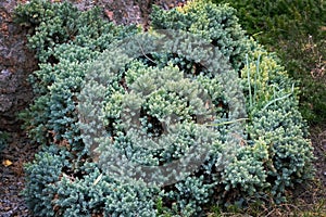 Juniperus squamata is a species of juniper native to the Himalayas. photo