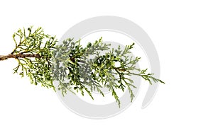 Juniperus thurifera plant
