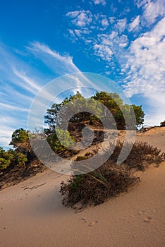 Juniperus trees on sand dunes in Sardinia, Italy