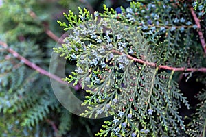 Juniperus.View of young juniper berries, close-up photo.
