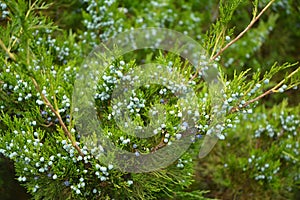 Juniperus virginiana foliage and mature cones. Eastern Red cedar, Juniperus virginiana, Tree Seeds photo