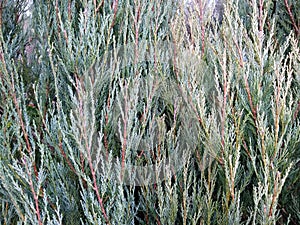 Juniperus virginiana `Skyrocket`