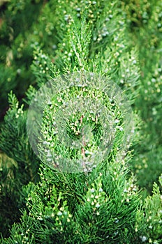 Juniperus virginiana tree leaves background