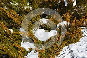 Juniperus virginiana tree with male cones covered snow