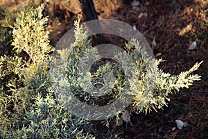 Juniperus x media, Blie and Gold, in National Botanical Garden in Tbilisi in winter photo
