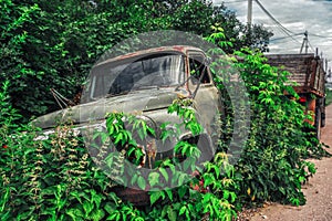 Junk yard vehicles showing old rusted truck in overgrown weedy area