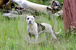 Junkyard dog white Pitbull Terrier