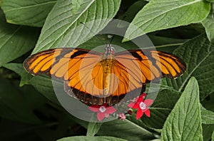 Juno Longwing, Dione juno