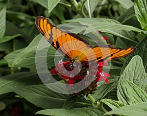 Juno Longwing, Dione juno